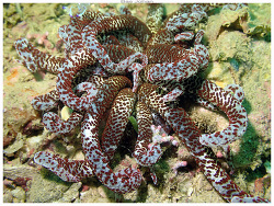 Dofleinia armata thumbnail