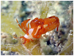Tenellia acinosa, Baie des Citrons - Noumea 2025
