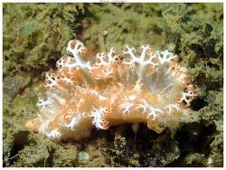 Tritoniopsis elegans thumbnail