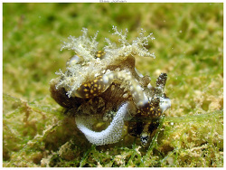 Pelagella joubini thumbnail