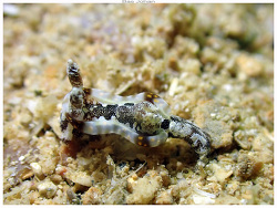 Pelagella joubini thumbnail