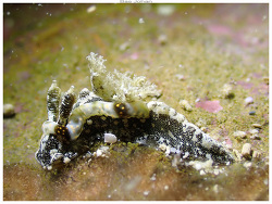 Pelagella joubini thumbnail