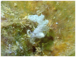 Noumeaella isa thumbnail