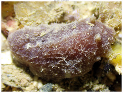 Avaldesia tamatoa thumbnail