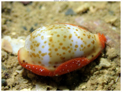 Palmadusta humphreyii thumbnail