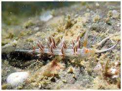 Cratena lineata thumbnail