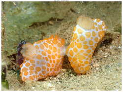 Gymnodoris impudica thumbnail