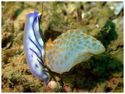 Gymnodoris impudica thumbnail