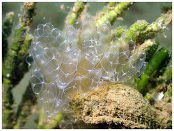 Cyerce basi thumbnail