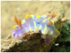 Miamira flavicostata thumbnail