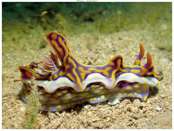 Miamira flavicostata thumbnail