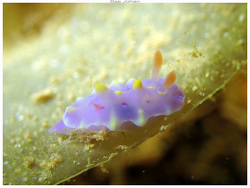 Miamira flavicostata thumbnail