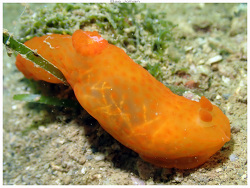Gymnodoris inornata thumbnail