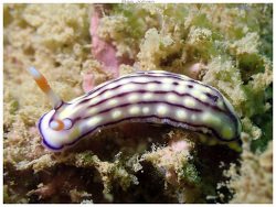 Hypselodoris whitei thumbnail