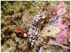 Hypselodoris whitei thumbnail