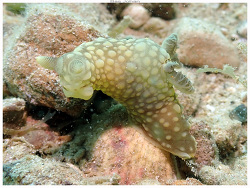Gymnodoris plebeia thumbnail