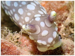 Gymnodoris plebeia thumbnail