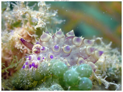 Janolus flavoanulatus thumbnail