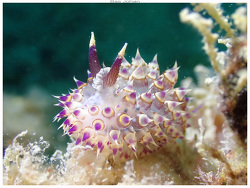 Janolus flavoanulatus thumbnail