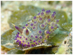 Janolus flavoanulatus thumbnail