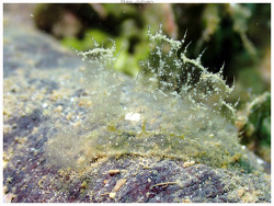 Melibe engeli thumbnail