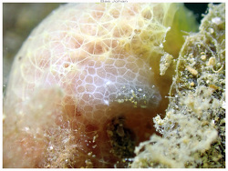 Jorunna daoulasi thumbnail