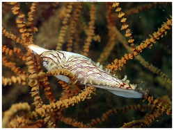 Phenacovolva rehderi thumbnail