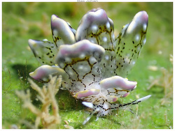 Cyerce blackburnae thumbnail