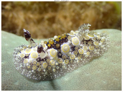 Carminodoris estrelyado thumbnail