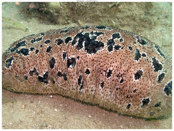 Holothuria (Metriatyla) lessoni thumbnail