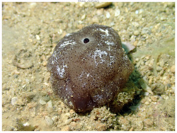 Berthella caledonica thumbnail