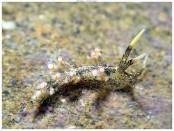 Herviella claror thumbnail