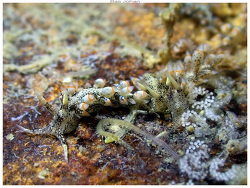 Herviella claror thumbnail