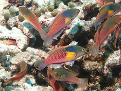 Cirrhilabrus ryukyuensis thumbnail