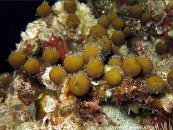 Stelletta clavosa thumbnail