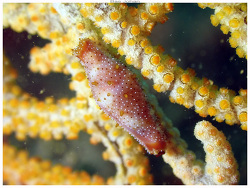 Crenavolva marmorata thumbnail