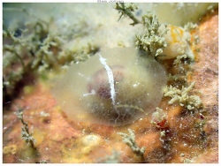 Pleurehdera postrema thumbnail