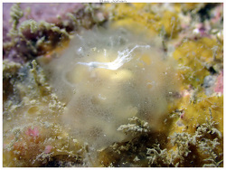 Pleurehdera postrema thumbnail