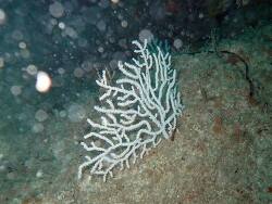 Eunicella verrucosa thumbnail