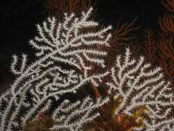 Eunicella verrucosa thumbnail