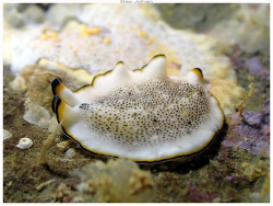 Pseudoceros heronensis,Ouémo, Nouméa, Nouvelle-Calédonie 2025