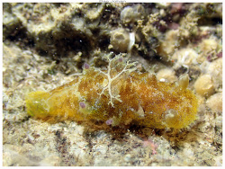 Plocamopherus pecoso thumbnail