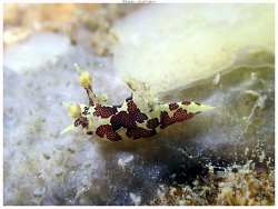 Trapania euryeia,Nouville - Nouméa - NC 2025