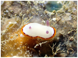 Goniobranchus rubrocornutus thumbnail