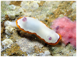 Goniobranchus rubrocornutus thumbnail