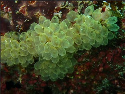 Perophora modificata thumbnail