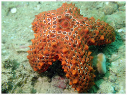 Euretaster insignis,Boulouparis, Nouvelle-Calédonie 2025