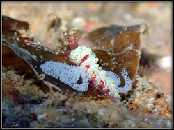 Abronica turon thumbnail