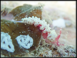 Abronica turon thumbnail