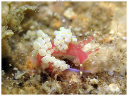 Abronica turon thumbnail